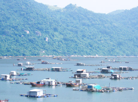 Kề[-]cận[-]“giới[-]nghiêm”[-]tháng[-]10.2013,[-]nhưng[-]lồng[-]bè[-]nuôi[-]hải[-]sản[-]vẫn[-]còn[-]dày[-]đặc[-]vịnh[-]Vũng[-]Rô.