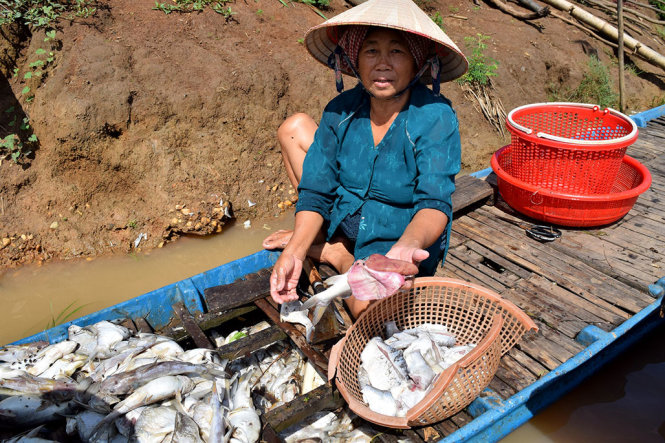 Xác[-]định[-]nguyên[-]nhân[-]cá[-]chết[-]ở[-]thượng[-]nguồn[-]sông[-]Sài[-]Gòn