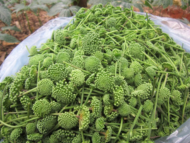 Nụ[-]tam[-]thất[-]bao[-]tử[-]tươi[-]cháy[-]hàng[-]ngay[-]trong[-]mùa[-]thu[-]hoạch[-]đầu[-]tiên[-]ở[-]Lào[-]Cai