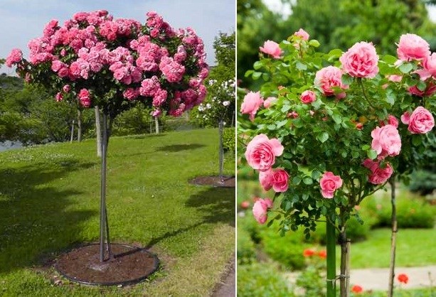 Khám[-]phá[-]loài[-]hoa[-]hồng[-]tree[-]rose[-]giá[-]đắt[-]đang[-]gây[-]sốt[-]ở[-]Hà[-]Nội