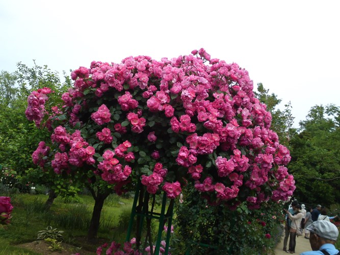 Khám[-]phá[-]loài[-]hoa[-]hồng[-]tree[-]rose[-]giá[-]đắt[-]đang[-]gây[-]sốt[-]ở[-]Hà[-]Nội