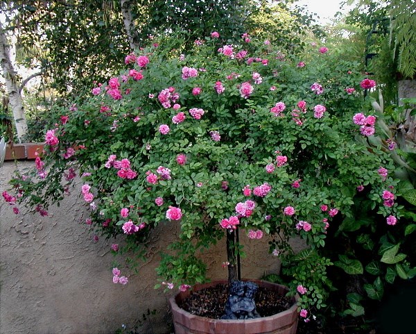 Khám[-]phá[-]loài[-]hoa[-]hồng[-]tree[-]rose[-]giá[-]đắt[-]đang[-]gây[-]sốt[-]ở[-]Hà[-]Nội