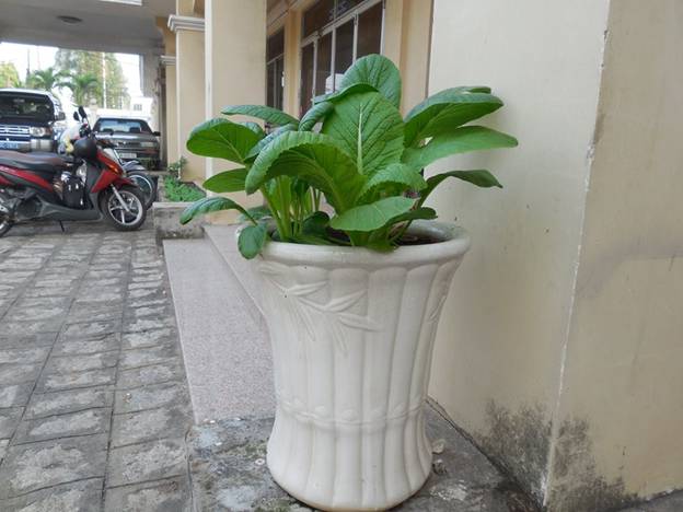 Thành[-]phố[-]Biên[-]Hòa:[-]Ngại[-]rau[-]bẩn,[-]nhiều[-]người[-]tự[-]trồng[-]rau[-]sạch[-]cho[-]gia[-]đình