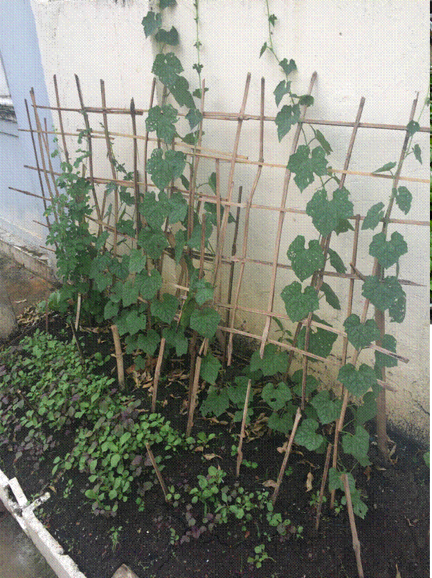 Thành[-]phố[-]Biên[-]Hòa:[-]Ngại[-]rau[-]bẩn,[-]nhiều[-]người[-]tự[-]trồng[-]rau[-]sạch[-]cho[-]gia[-]đình