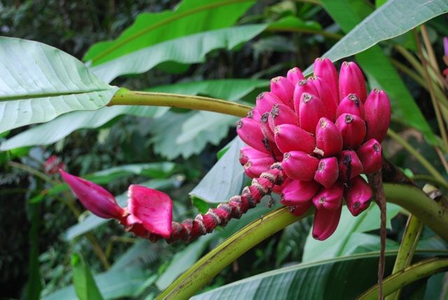 Trồng[-]chuối[-]hồng[-]vừa[-]làm[-]cảnh,[-]vừa[-]ăn