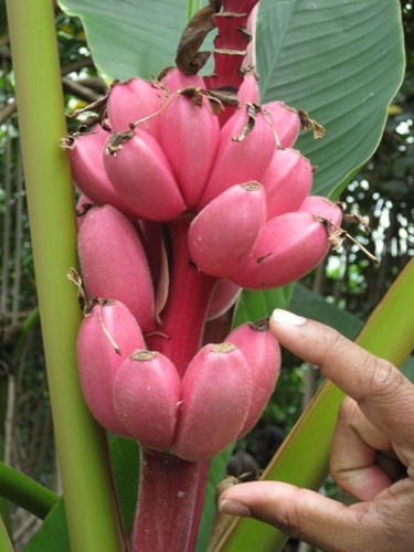 Trồng[-]chuối[-]hồng[-]vừa[-]làm[-]cảnh,[-]vừa[-]ăn
