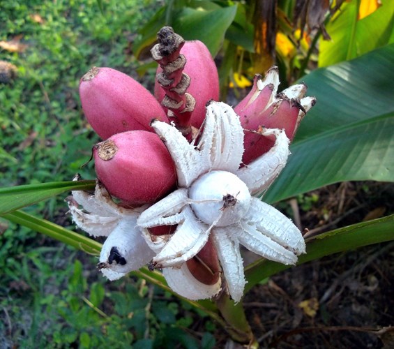 Trồng[-]chuối[-]hồng[-]vừa[-]làm[-]cảnh,[-]vừa[-]ăn