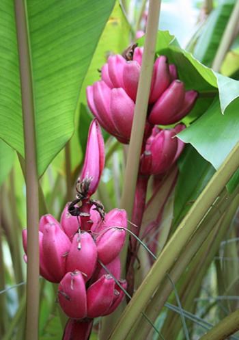 Trồng[-]chuối[-]hồng[-]vừa[-]làm[-]cảnh,[-]vừa[-]ăn