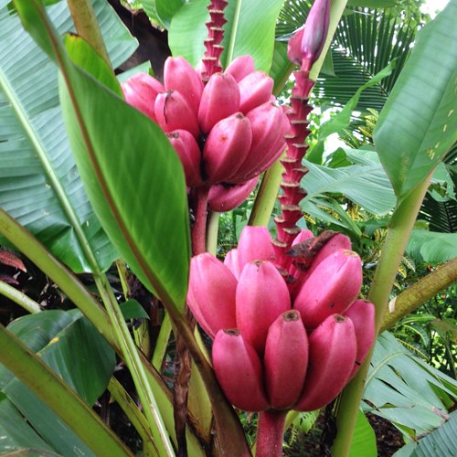Trồng[-]chuối[-]hồng[-]vừa[-]làm[-]cảnh,[-]vừa[-]ăn