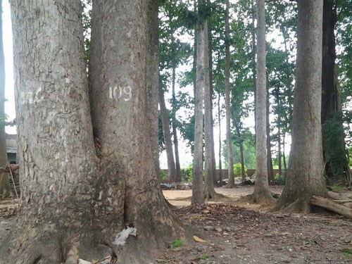 Rừng[-]dầu[-]“thọ”[-]hàng[-]trăm[-]năm[-]ở[-]Biên[-]Hòa