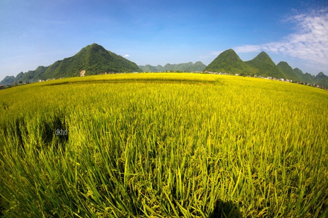 Ngắm[-]sắc[-]vàng[-]óng[-]ả[-]lúa[-]chín[-]ở[-]thung[-]lũng[-]Bắc[-]Sơn