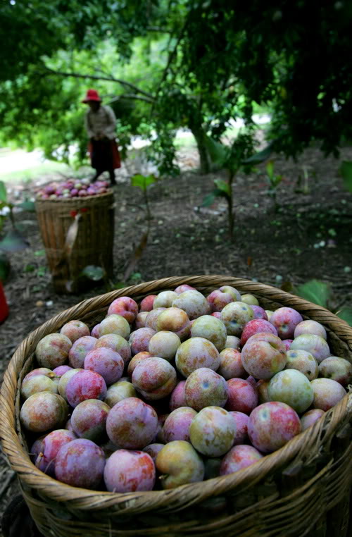 Ngỡ[-]ngàng[-]trước[-]cảnh[-]sắc[-]tuyệt[-]đẹp[-]của[-]Tây[-]Bắc