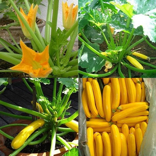 Săn[-]lùng[-]giống[-]bí[-]ngòi[-]vàng[-]hình[-]dưa[-]chuột[-]