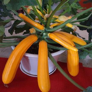 Săn[-]lùng[-]giống[-]bí[-]ngòi[-]vàng[-]hình[-]dưa[-]chuột[-]