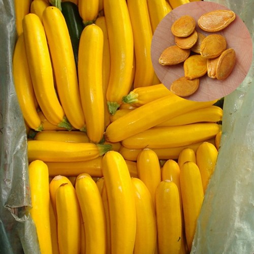 Săn[-]lùng[-]giống[-]bí[-]ngòi[-]vàng[-]hình[-]dưa[-]chuột[-]