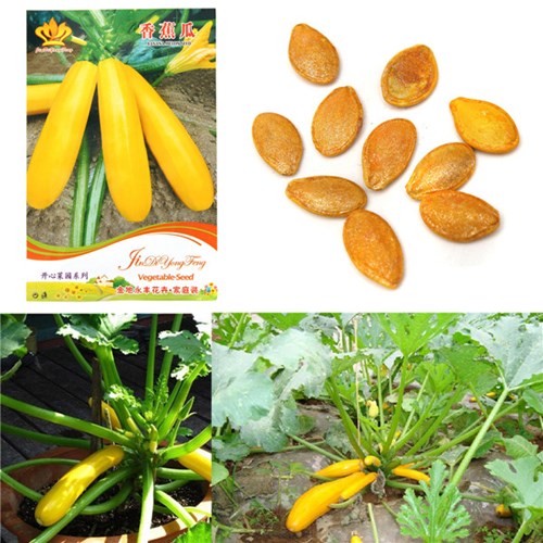 Săn[-]lùng[-]giống[-]bí[-]ngòi[-]vàng[-]hình[-]dưa[-]chuột[-]