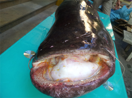 Hà[-]Nội:[-]Mua[-]cá[-]“lạ”[-]nặng[-]62kg,[-]dài[-]gần[-]2m[-]từ[-]Campuchia[-]