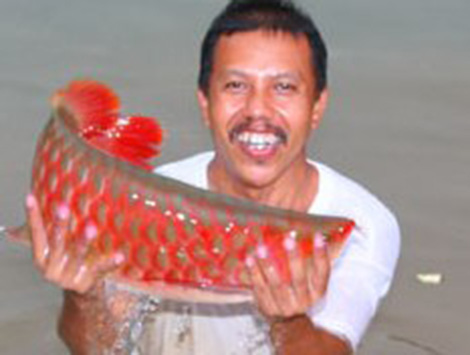 [-]Các[-]đại[-]gia[-]săn[-]lùng[-]tìm[-]mua[-]cá[-]huyết[-]rồng[-]