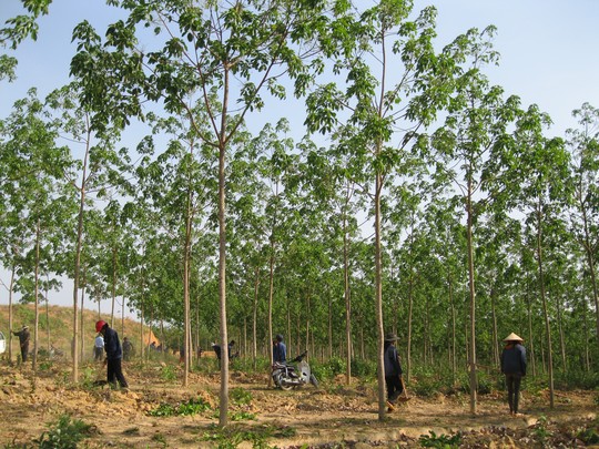 Gia[-]Lai:[-]Người[-]dân[-]bức[-]xúc[-]việc[-]chuyển[-]đổi[-]50.000[-]ha[-]rừng[-]trồng[-]cao[-]su