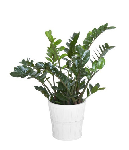 Loại[-]cây[-]xanh[-]tốt[-]trong[-]nhà[-]thiếu[-]sáng