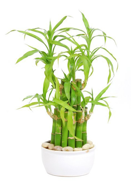 Loại[-]cây[-]xanh[-]tốt[-]trong[-]nhà[-]thiếu[-]sáng