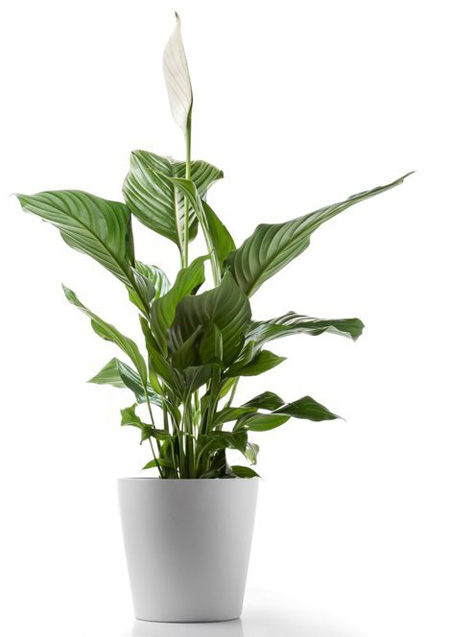 Loại[-]cây[-]xanh[-]tốt[-]trong[-]nhà[-]thiếu[-]sáng