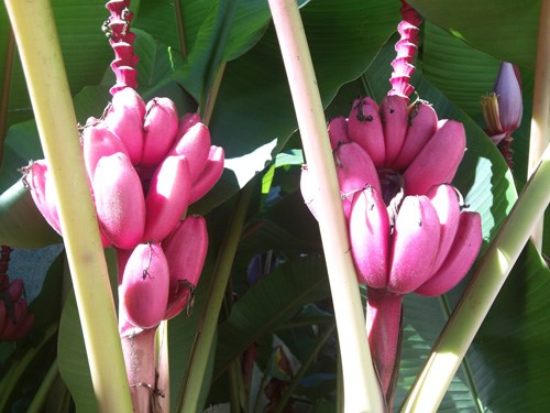 Tò[-]mò[-]tìm[-]mua[-]chuối[-]màu[-]tím[-]hồng[-]độc[-]lạ[-]nửa[-]triệu[-]đồng/nải