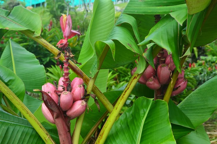 Tò[-]mò[-]tìm[-]mua[-]chuối[-]màu[-]tím[-]hồng[-]độc[-]lạ[-]nửa[-]triệu[-]đồng/nải