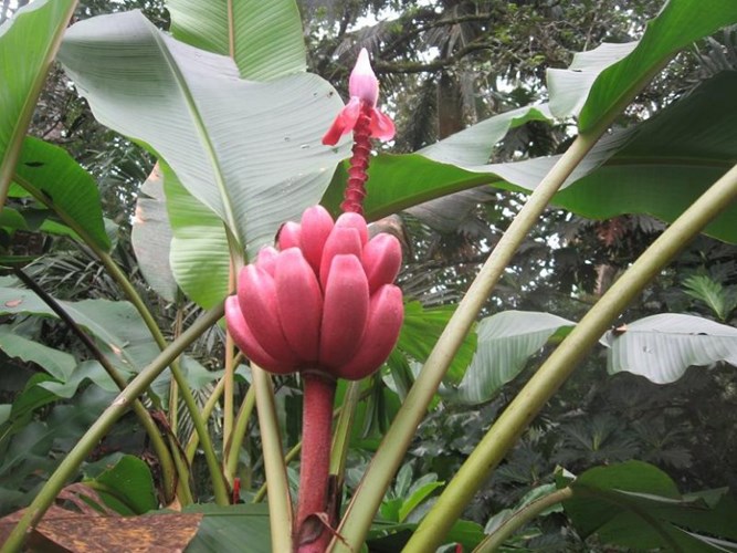 Tò[-]mò[-]tìm[-]mua[-]chuối[-]màu[-]tím[-]hồng[-]độc[-]lạ[-]nửa[-]triệu[-]đồng/nải