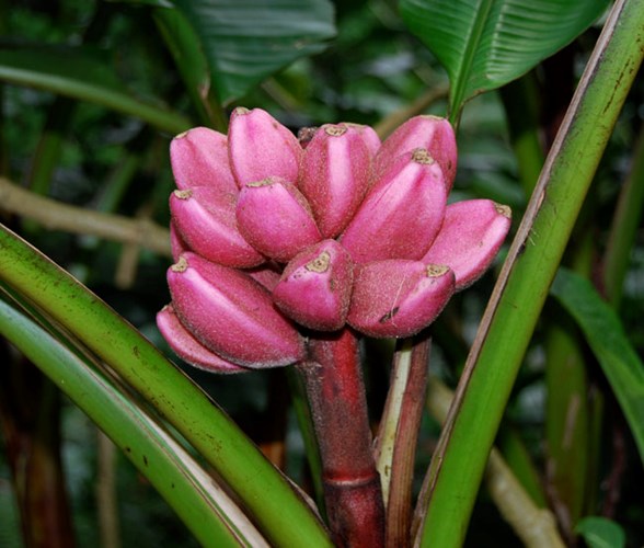 Tò[-]mò[-]tìm[-]mua[-]chuối[-]màu[-]tím[-]hồng[-]độc[-]lạ[-]nửa[-]triệu[-]đồng/nải