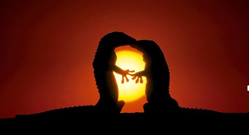 Những[-]nụ[-]hôn[-]đầy[-]lãng[-]mạn[-]của[-]động[-]vật