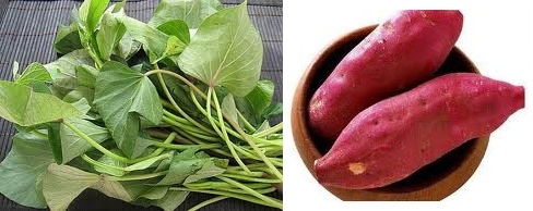[-]Tại[-]sao[-]khoai[-]lang[-]được[-]dân[-]gian[-]gọi[-]là[-]"sâm[-]nam"?