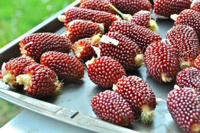Giống[-]ngô[-]có[-]hình[-]dáng[-]giống[-]hệt[-]trái[-]dâu[-]tây