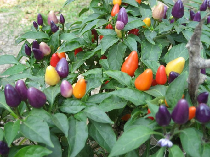 Săn[-]lùng[-]giống[-]ớt[-]cầu[-]vồng[-]bắt[-]mắt