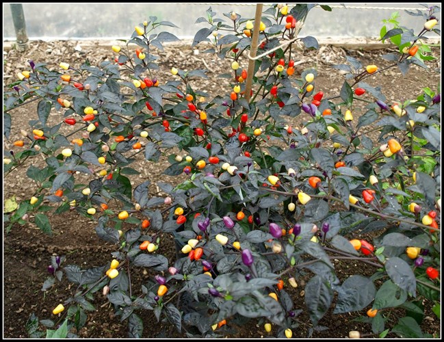 Săn[-]lùng[-]giống[-]ớt[-]cầu[-]vồng[-]bắt[-]mắt