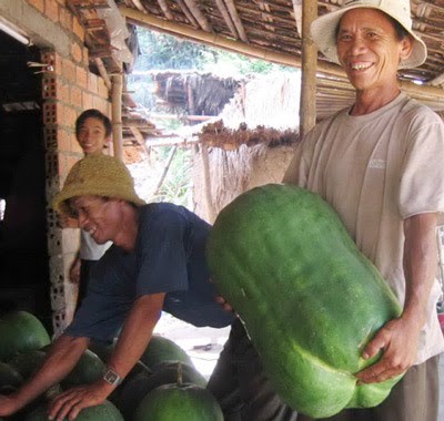 Những[-]loại[-]quả[-]khổng[-]lồ[-]khiến[-]nhiều[-]người[-]tò[-]mò[-]mua