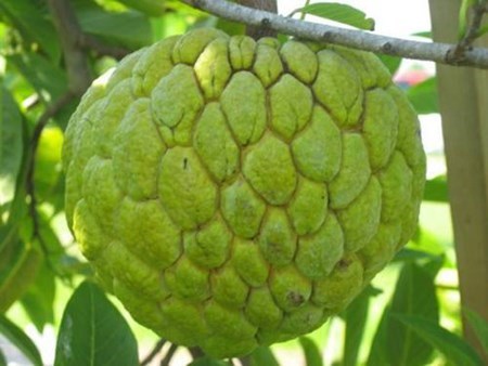 Những[-]loại[-]quả[-]khổng[-]lồ[-]khiến[-]nhiều[-]người[-]tò[-]mò[-]mua