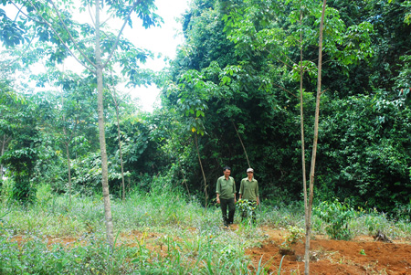 [-]Đắk[-]Nông[-]tăng[-]cường[-]các[-]biện[-]pháp[-]ngăn[-]chặn[-]chặt[-]phá[-]rừng[-]ở[-]vùng[-]đệm[-]Nam[-]Cát[-]Tiên[-]