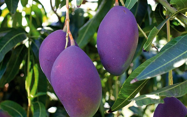 [-][-]Thích[-]thú[-]giống[-]xoài[-]tím[-]độc[-]lạ