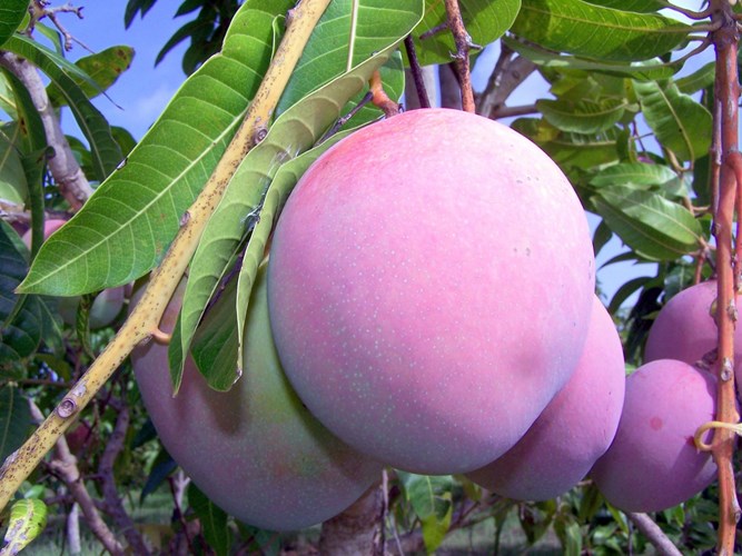 [-][-]Thích[-]thú[-]giống[-]xoài[-]tím[-]độc[-]lạ
