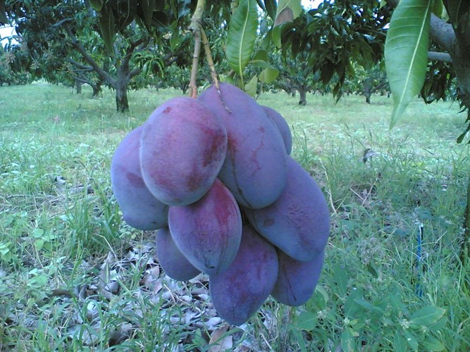 [-][-]Thích[-]thú[-]giống[-]xoài[-]tím[-]độc[-]lạ