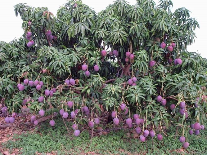 [-][-]Thích[-]thú[-]giống[-]xoài[-]tím[-]độc[-]lạ
