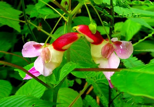 Hoa vẹt