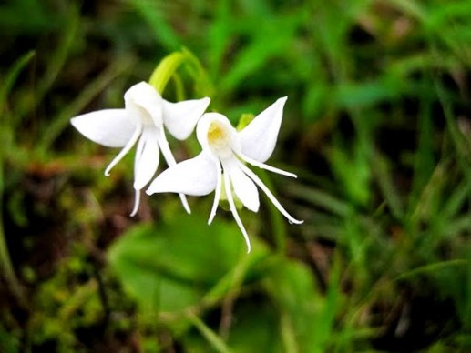 Hoa thiên thần
