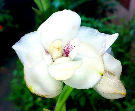 Hoa bồ câu