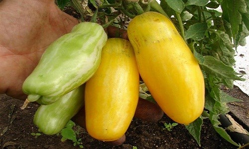 Cà[-]chua[-]màu[-]vàng[-]giống[-]trái[-]chuối[-]đang[-]được[-]ưa[-]chuộng