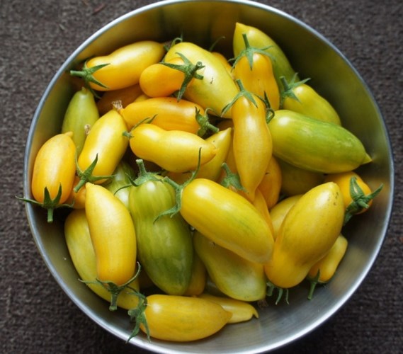 Cà[-]chua[-]màu[-]vàng[-]giống[-]trái[-]chuối[-]đang[-]được[-]ưa[-]chuộng