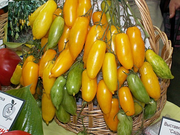 Cà[-]chua[-]màu[-]vàng[-]giống[-]trái[-]chuối[-]đang[-]được[-]ưa[-]chuộng
