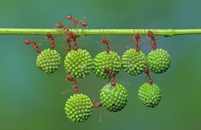 Cận[-]cảnh[-]kiến[-]chuyển[-]mồi[-]nặng[-]gấp[-]10[-]lần[-]cơ[-]thể