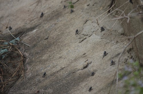 Ễnh[-]ương[-]xuất[-]hiện[-]dày[-]đặc[-]ở[-]Tây[-]Ninh[-]là[-]do[-]nông[-]trường[-]nuôi[-]để[-]bảo[-]vệ[-]mía?